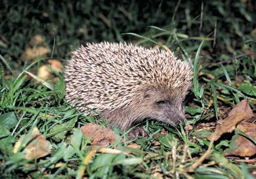 Amur Hedgehog (Erinaceus amurensis).jpg