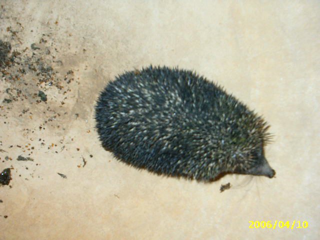 AB001 Hedgehog from Rajasthan-Brandt\'s Hedgehog (Paraechinus hypomelas).jpg
