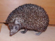 Indian Hedgehog (Paraechinus micropus).jpg