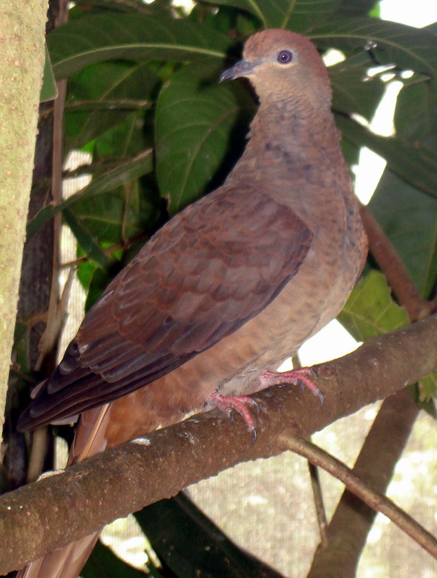 Brown Cuckoo-dove (Macropygia phasianella).jpg