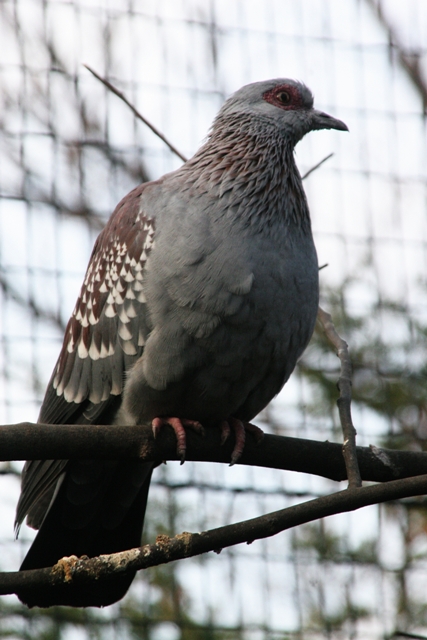 Speckled Pigeon (Columba guinea).jpg