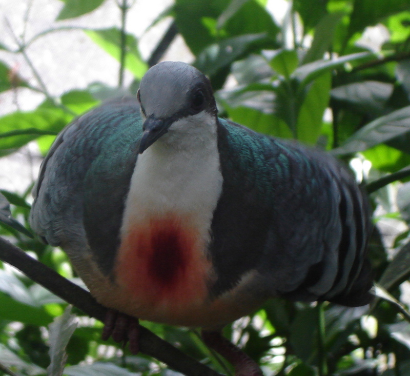 Bleeding Heart Pigeon-Luzon Bleeding-heart Dove (Gallicolumba luzonica).jpg