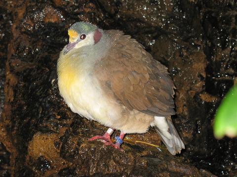 Stavenn Sulawesi Yellow-breasted Ground-dove (Gallicolumba tristigmata) 00.jpg