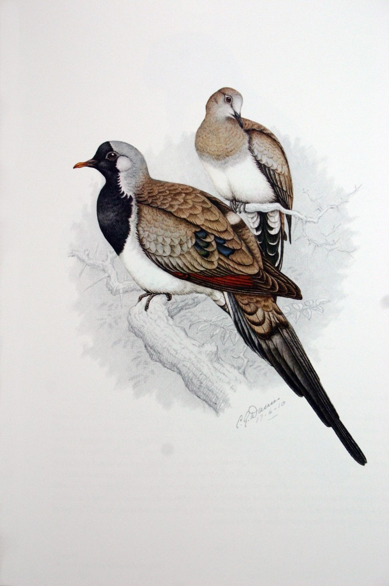 Namaqua Dove (Oena capensis) 00.jpg