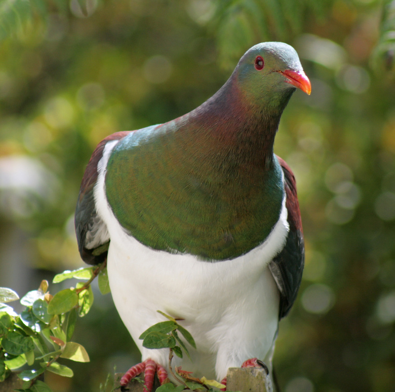 Kereru001-New Zealand Pigeon (Hemiphaga novaeseelandiae).jpg