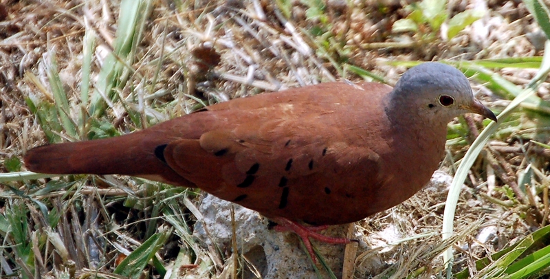 Ruddy Ground Dove (Columbina talpacoti).jpg