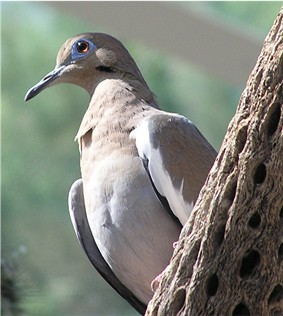 Witvleugduif-White-winged Dove (Zenaida asiatica).jpg