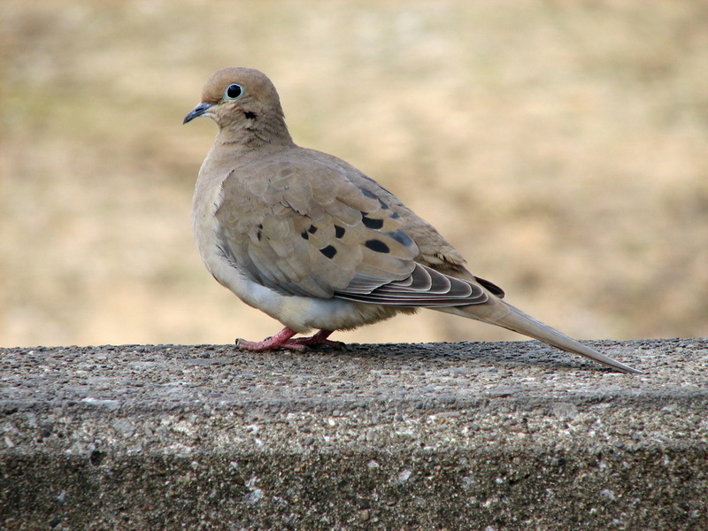 Mourning Dove (Zenaida macroura) Image 002.jpg