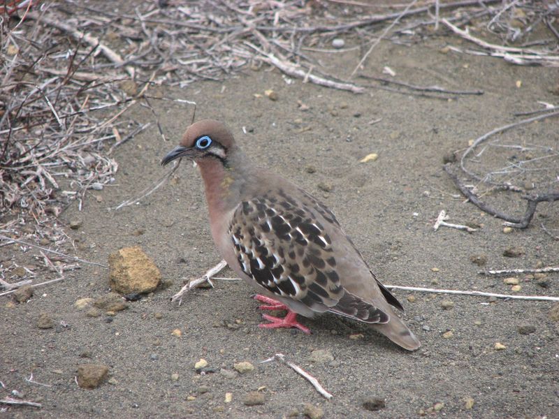 Galapagos Dove (Zenaida galapagoensis).jpg