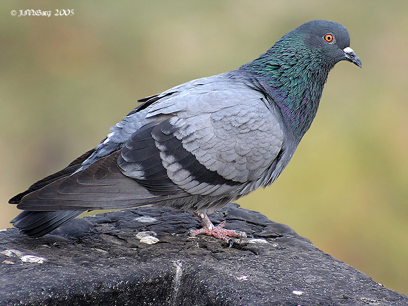 Blue Rock Pigeon (Columba livia) I2 IMG 7877.jpg