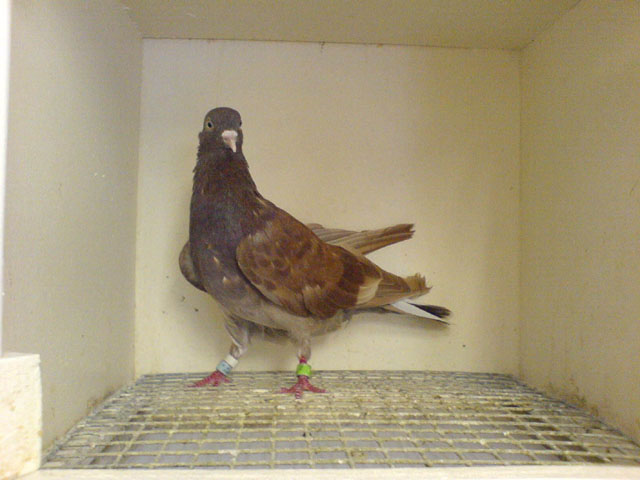 Knobbout-Domestic Pigeon (Columba livia domestica).jpg