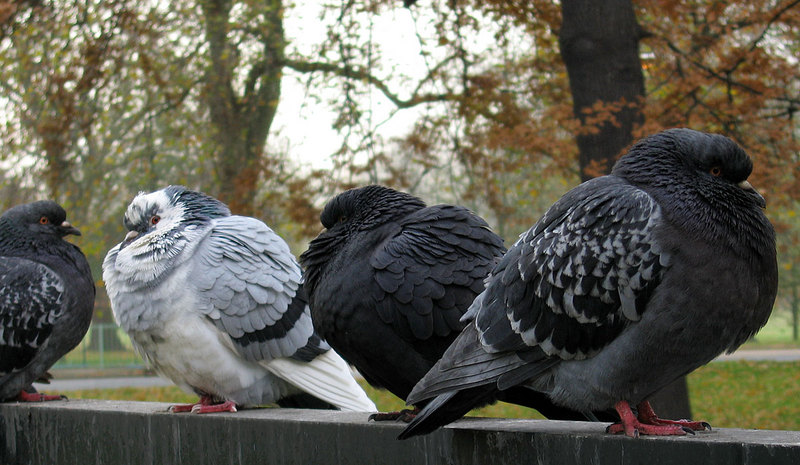 Winter Pigeons02 -Feral Pigeon (Columba livia domestica).jpg