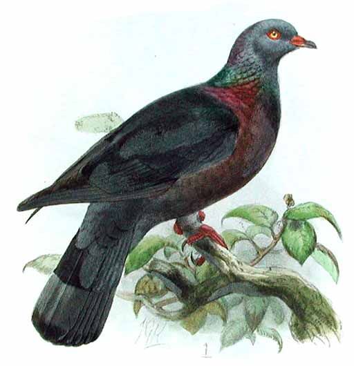 pigeon de bolle hedr 0g-Bolle\'s Pigeon (Columba trocaz).jpg