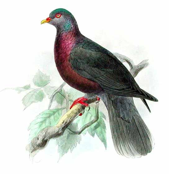 pigeon des lauriers hedr 0g - Laurel Pigeon (Columba junoniae).jpg