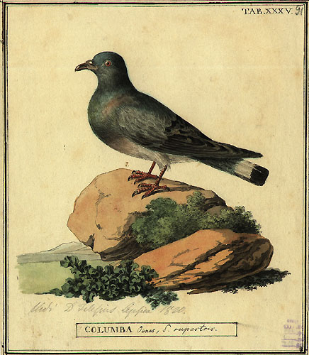 Hill Pigeon (Columba rupestris).jpg