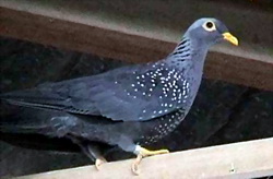 African Olive-pigeon (Columba arquatrix).jpg