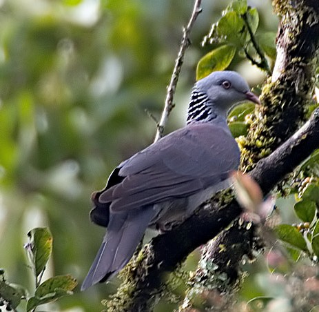 Nilgiri Wood-pigeon (Columba elphinstonii).jpg