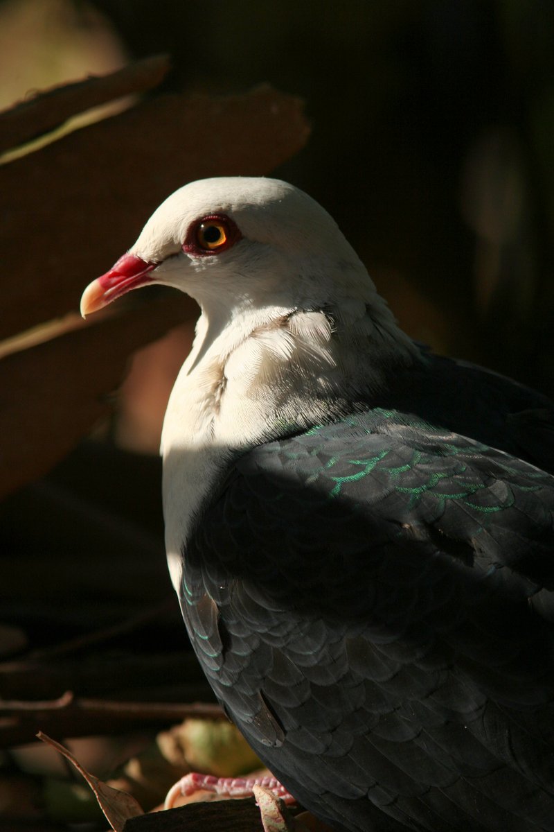 White-headed Pigeon (Columba leucomela).jpg
