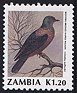 0631a Western Bronze-naped Pigeon (Columba iriditorques).jpg