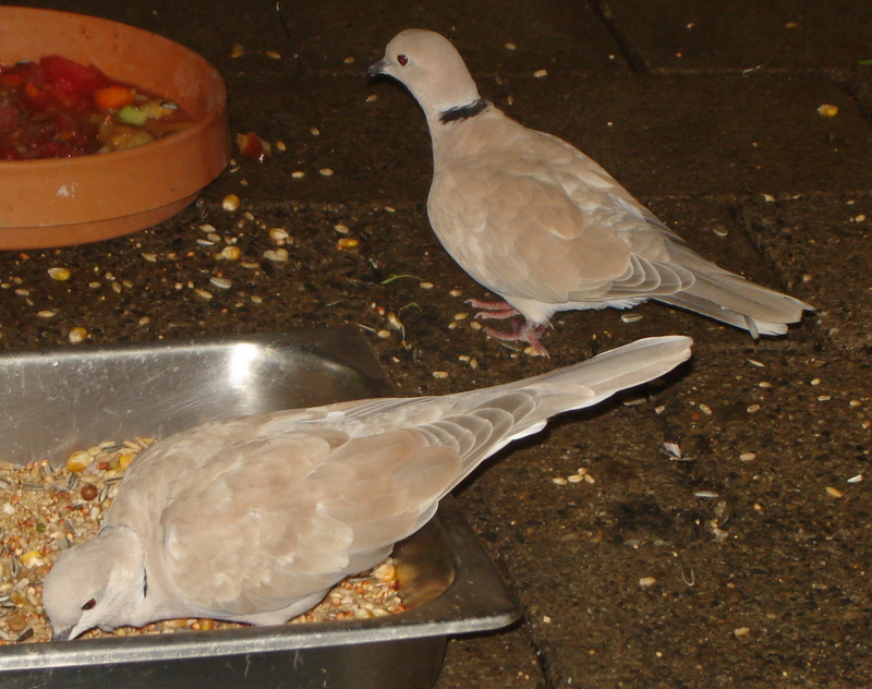 Barbary Dove (Streptopelia risoria).jpg