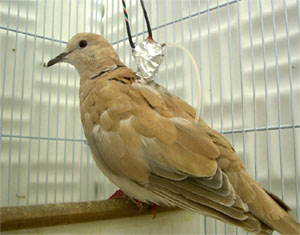 Lachduif-African Collared Dove (Streptopelia roseogrisea).jpg