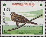 0465-Island Collared-dove (Streptopelia bitorquata).jpg