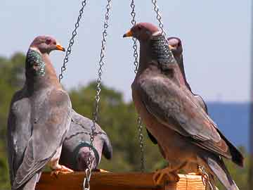 Band-tailed Pigeons (Patagioenas fasciata).jpg