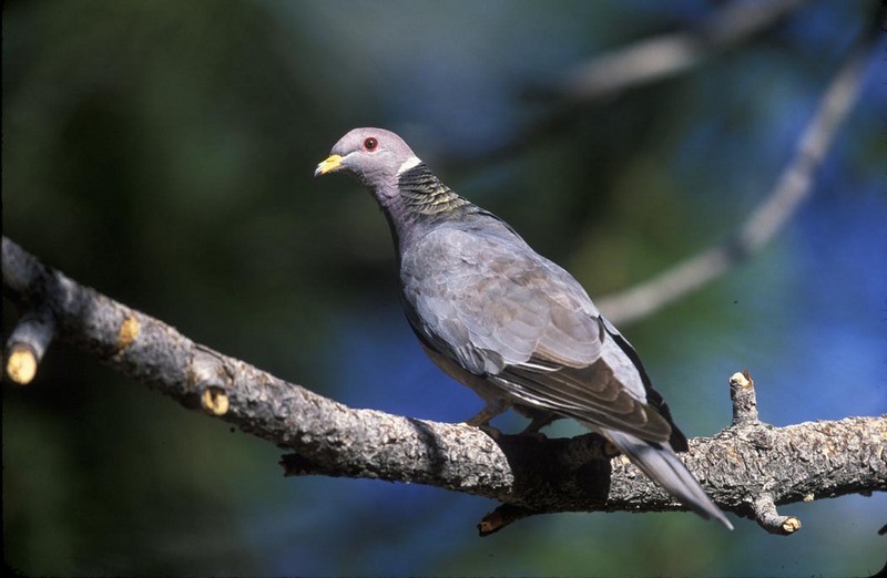 Band-tailed Pigeon (Patagioenas fasciata) 2.jpg