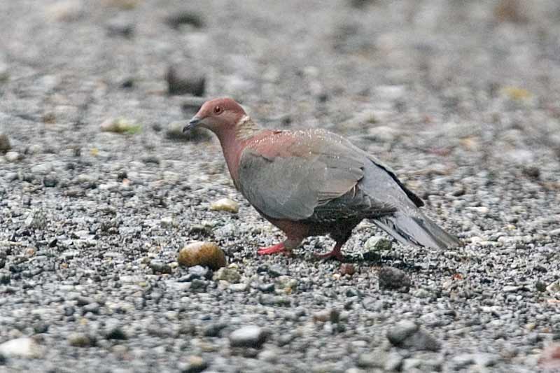 patara16008-Chilean Pigeon (Patagioenas araucana).jpg
