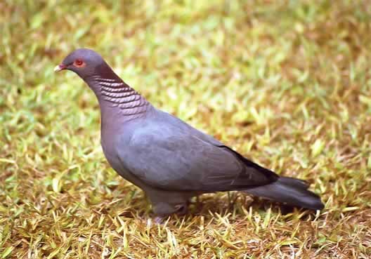 7-Scaly-naped Pigeon (Patagioenas squamosa).jpg