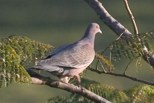 colpic10954 Picazuro Pigeon (Patagioenas picazuro).jpg