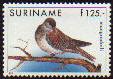 1737 Pale-vented Pigeon (Patagioenas cayennensis).jpg
