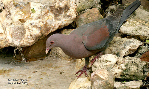 Red-billed Pigeon (Patagioenas flavirostris).jpg