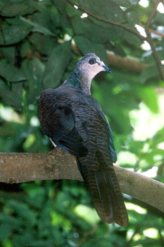 Barred Cuckoo-dove (Macropygia unchall).jpg