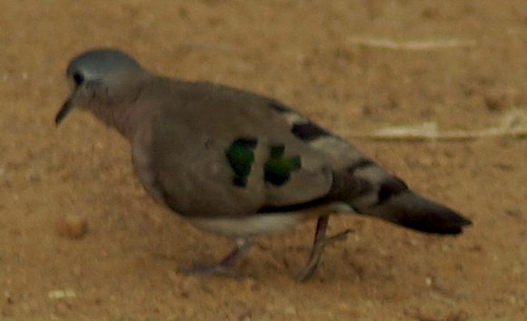 Emerald-spotted Wood Dove (Turtur chalcospilos) 1.jpg