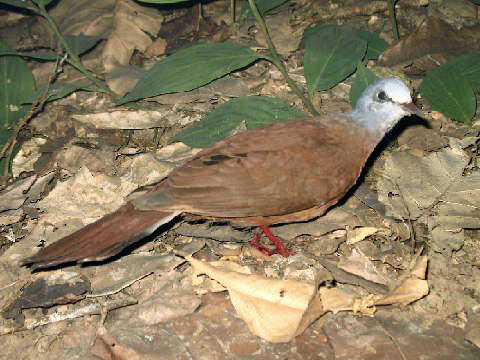 Stavenn Blue-headed Wood-dove (Turtur brehmeri) 00.jpg