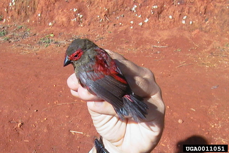 0011051-Red-faced Crimson-wing (Cryptospiza reichenovii)-crimsonwing.jpg