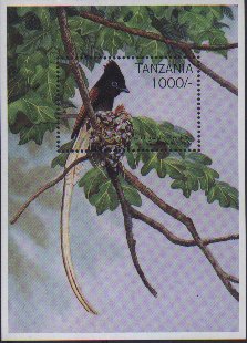  140011 African Paradise-flycatcher (Terpsiphone viridis).jpg