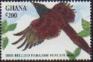 1977 Red-bellied Paradise-flycatcher (Terpsiphone rufiventer).jpg