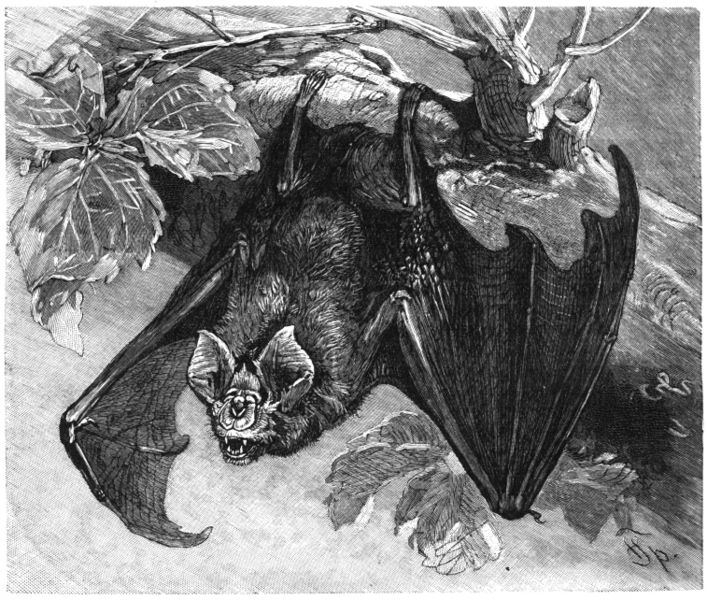 Grosse Hufeisennase-drawing-Greater Horseshoe Bat (Rhinolophus ferrumequinum).jpg