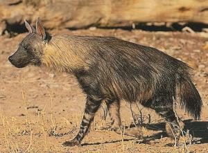 Brown Hyena (Parahyaena brunnea) 3.jpg