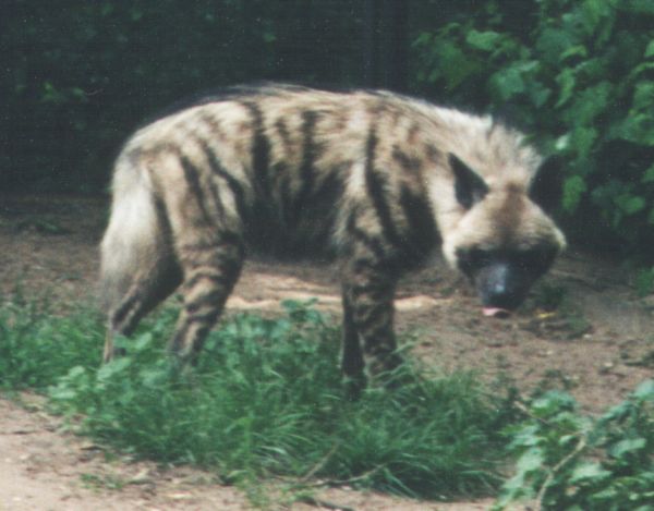 Striped Hyena (Hyaena hyaena).jpg
