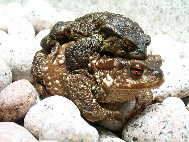 Common Toad (Bufo bufo) couple during migration(2005).jpg