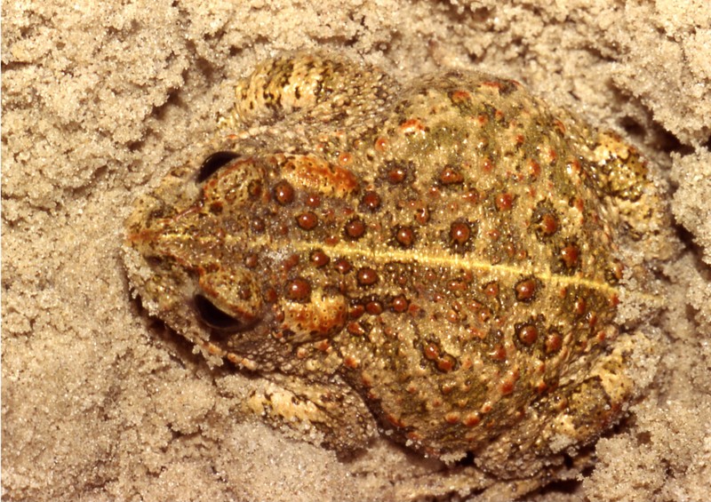Bufo-Calamita Sand-Natterjack Toad (Epidalea calamita).jpg