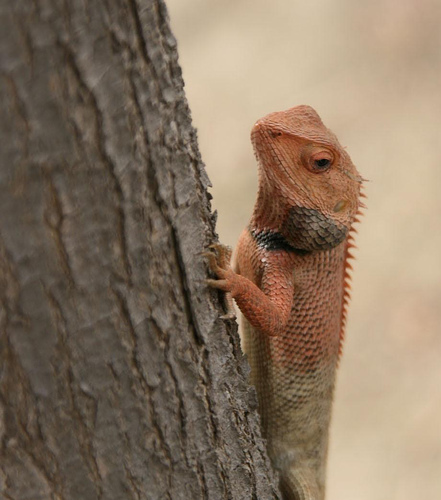 Indian Lizard Photographed Ajit Pal Singh-Oriental Garden Lizard (Calotes versicolor).jpg