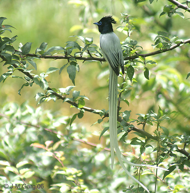 Asian Paradise-flycatcher (Terpsiphone paradisi)- Male at Himachal I2 IMG 2939.jpg