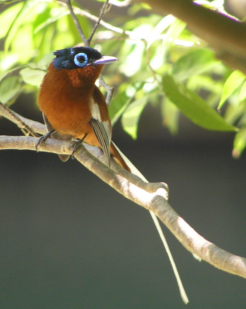 Madagascar Paradise-flycatcher (Terpsiphone mutata) 2.jpg