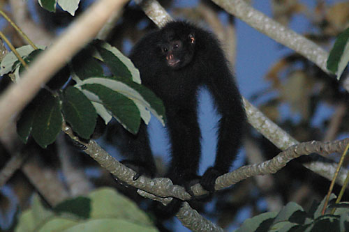 atebel6599 Peruvian Spider Monkey (Ateles chamek).jpg