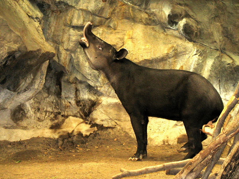 Milton Tapir sniffing-Baird\'s Tapir (Tapirus bairdii).jpg