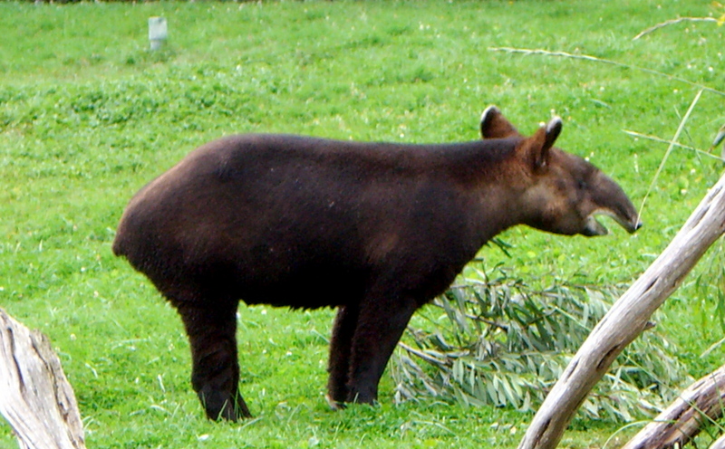 Mountain Tapir (Tapirus pinchaque).jpg